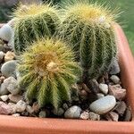 Parodia lenninghausii Foglia