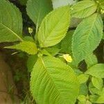 Impatiens parvifloraFlower