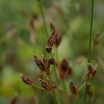 Bulbostylis densa Habitus