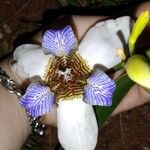 Neomarica gracilis 葉