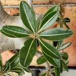 Pachypodium rosulatum Blatt