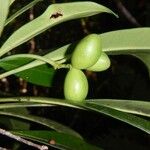 Rauvolfia balansae Fruit