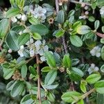 Cotoneaster dammeri Blad