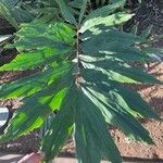 Wallichia oblongifolia Hoja