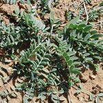 Astragalus eremophilus برگ