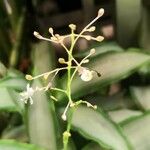 Murdannia loriformis Flower