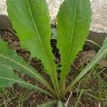 Lactuca virosa Foglia