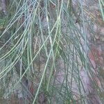 Allocasuarina torulosa Blad