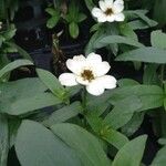 Zinnia spp. Flower