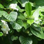 Chonemorpha fragrans Blatt