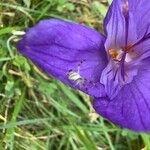 Crocus nudiflorus Flower