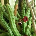 Huernia schneideriana Lorea