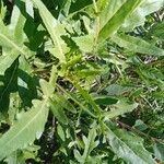 Diplotaxis tenuifolia Лист