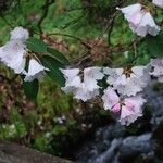Rhododendron oreodoxa ফুল
