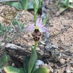 Ophrys scolopax Kwiat