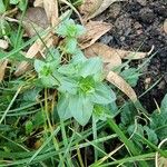 Lysimachia tenella Hoja