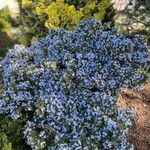 Lithodora zahnii Flor