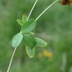 Trifolium spadiceum Deilen