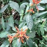 Aphelandra longiflora Агульны выгляд