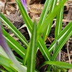 Crocus vernus পাতা