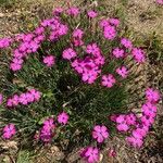 Dianthus pavonius Kwiat