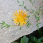 Malephora crocea Kwiat