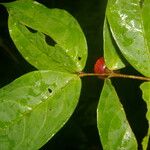 Eugenia basilaris Fruit