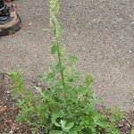 Chenopodium opulifolium Leaf