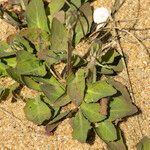 Crepis suffreniana Habitatea