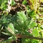Erodium botrys Hoja