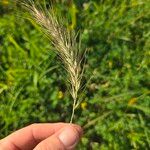 Elymus canadensis Fruit