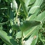 Asclepias speciosa Hoja