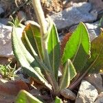 Senecio provincialis Leaf