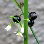 Solanum melongena Плод