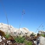 Poa alpina Plante entière