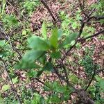 Prunus spinosa Fulla