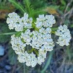 Achillea nobilis 花