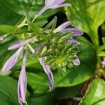 Hosta yingeri