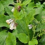 Symphytum caucasicum Hábito