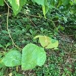 Populus × generosa Leaf