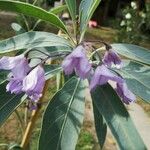 Solanum glaucophyllum Blüte