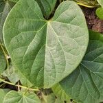 Tinospora cordifolia Leaf