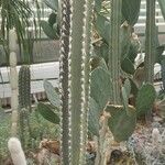 Pilosocereus leucocephalus Ŝelo