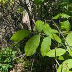Fraxinus latifolia Лист