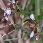 Claytonia caroliniana 花