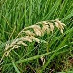 Poa pratensis Frouezh