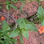 Lysimachia arvensis Elinympäristö