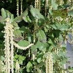 Garrya elliptica Yaprak