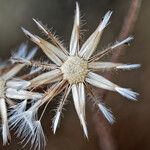 Crepis foetida Fula