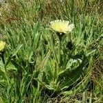 Hieracium berardianum عادت داشتن